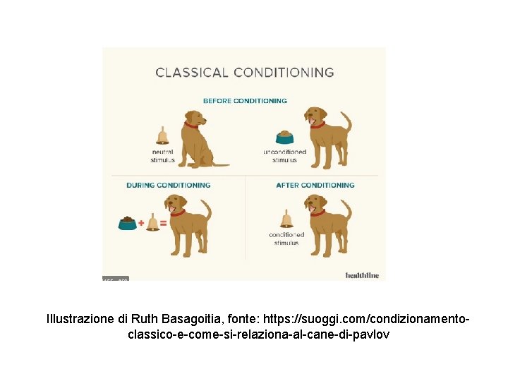 Illustrazione di Ruth Basagoitia, fonte: https: //suoggi. com/condizionamentoclassico-e-come-si-relaziona-al-cane-di-pavlov 