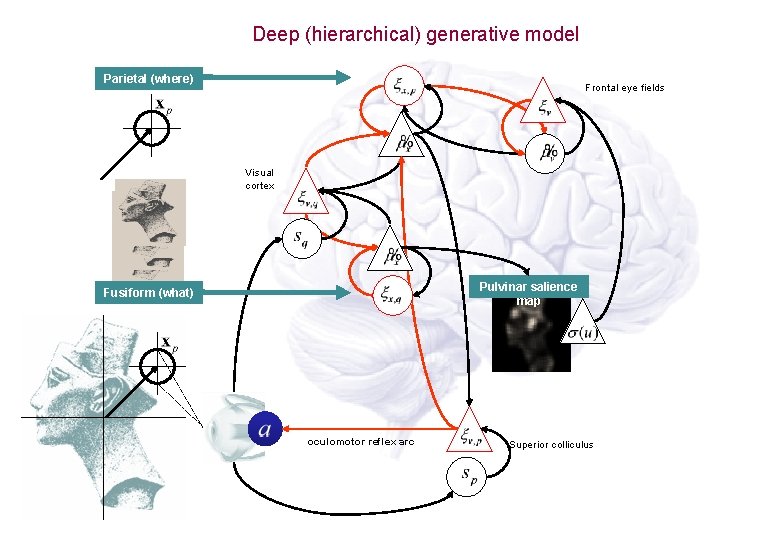 Deep (hierarchical) generative model Parietal (where) Frontal eye fields Visual cortex Pulvinar salience map