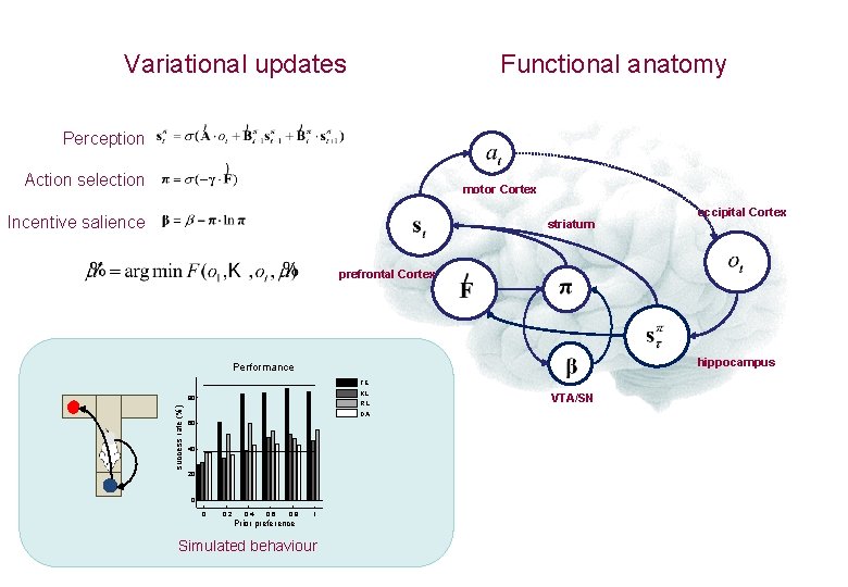 Variational updates Functional anatomy Perception Action selection motor Cortex Incentive salience striatum occipital Cortex