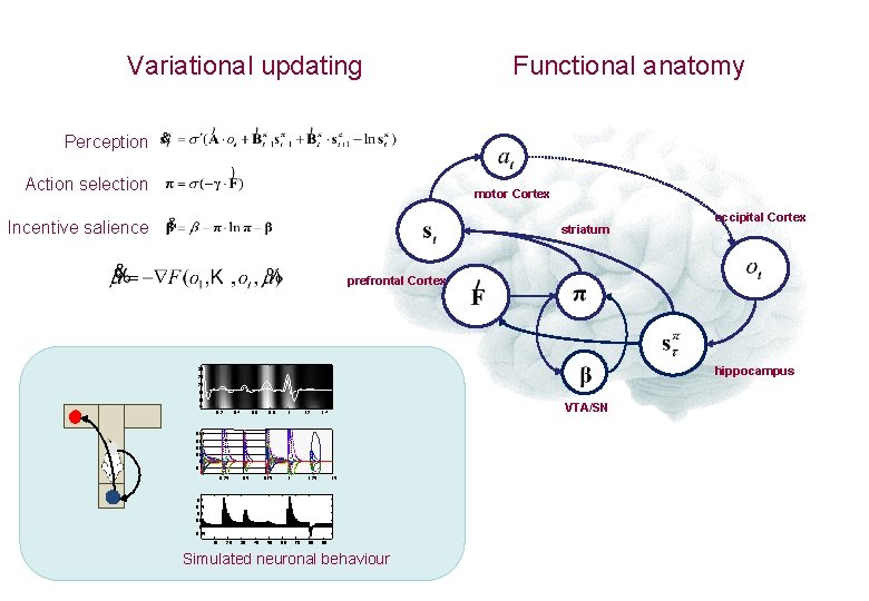 Variational updating Functional anatomy Perception Action selection motor Cortex Incentive salience striatum occipital Cortex