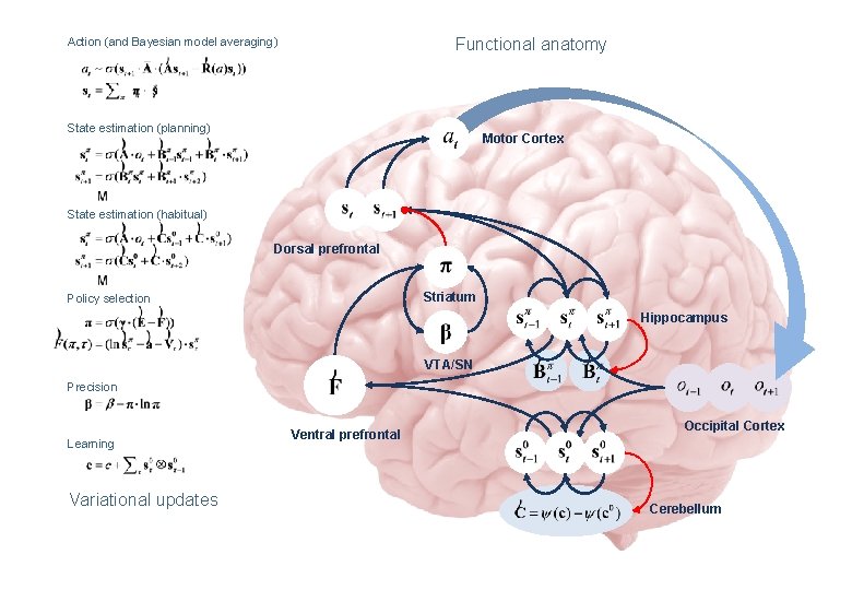 Functional anatomy Action (and Bayesian model averaging) State estimation (planning) Motor Cortex State estimation