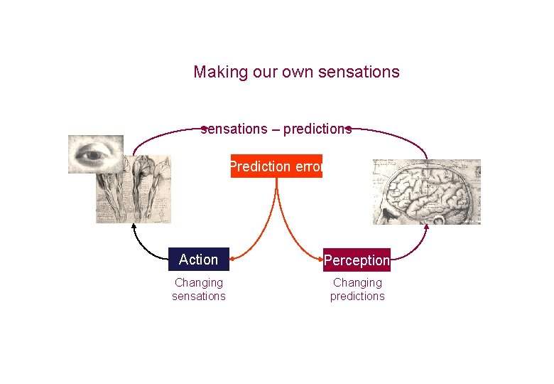 Making our own sensations – predictions Prediction error Action Perception Changing sensations Changing predictions