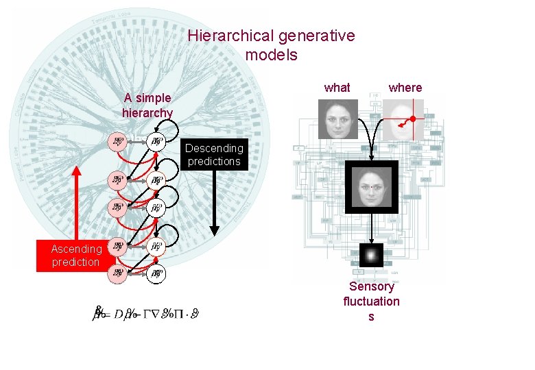 Hierarchical generative models what A simple hierarchy the Ascending prediction errors where Descending predictions