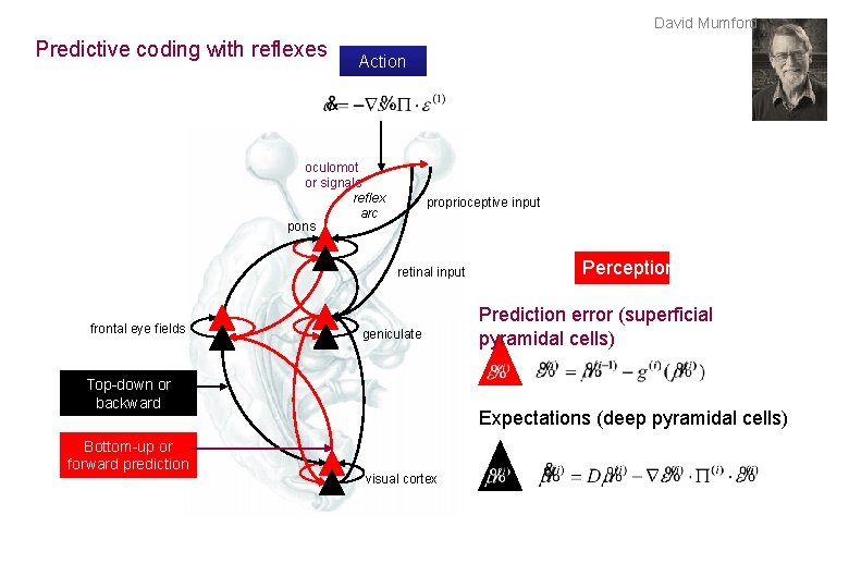 David Mumford Predictive coding with reflexes Action oculomot or signals reflex arc pons proprioceptive