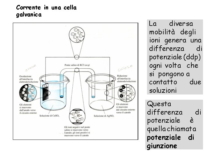 Corrente in una cella galvanica La diversa mobilità degli ioni genera una differenza di