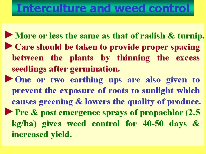 Interculture and weed control ►More or less the same as that of radish &