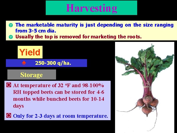 Harvesting ☻ The marketable maturity is just depending on the size ranging from 3