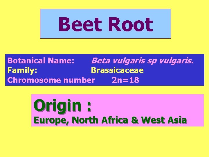 Beet Root Botanical Name: Beta vulgaris sp vulgaris. Family: Brassicaceae Chromosome number 2 n=18