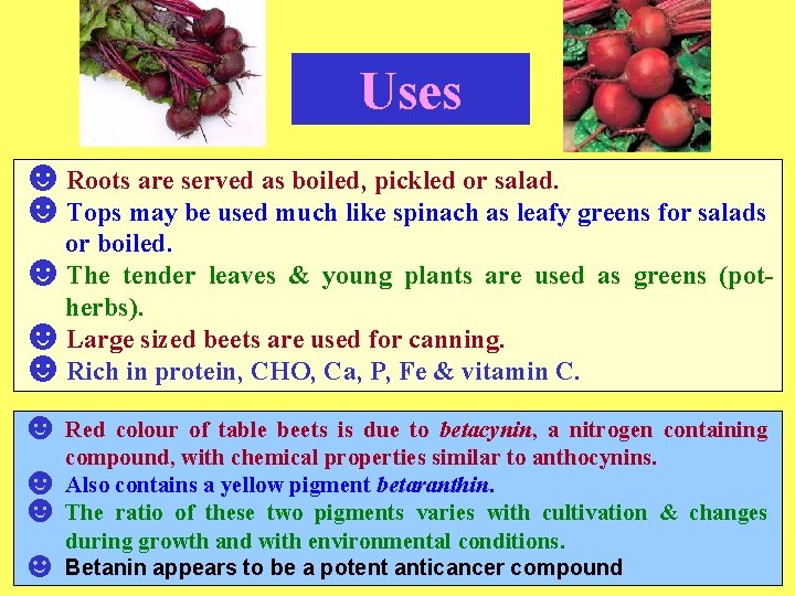 Uses ☻Roots are served as boiled, pickled or salad. ☻Tops may be used much