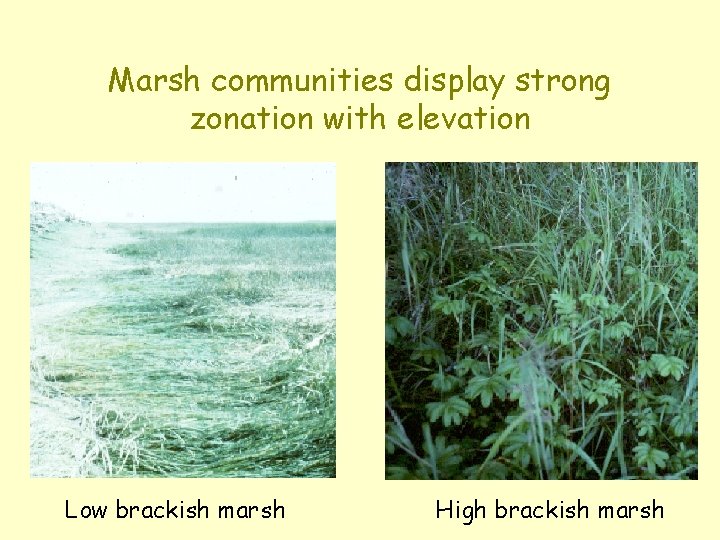 Marsh communities display strong zonation with elevation Low brackish marsh High brackish marsh 