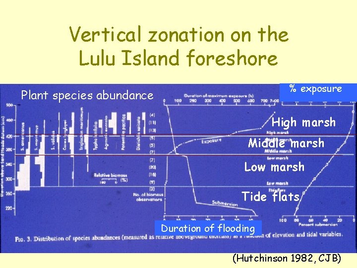 Vertical zonation on the Lulu Island foreshore % exposure Plant species abundance High marsh