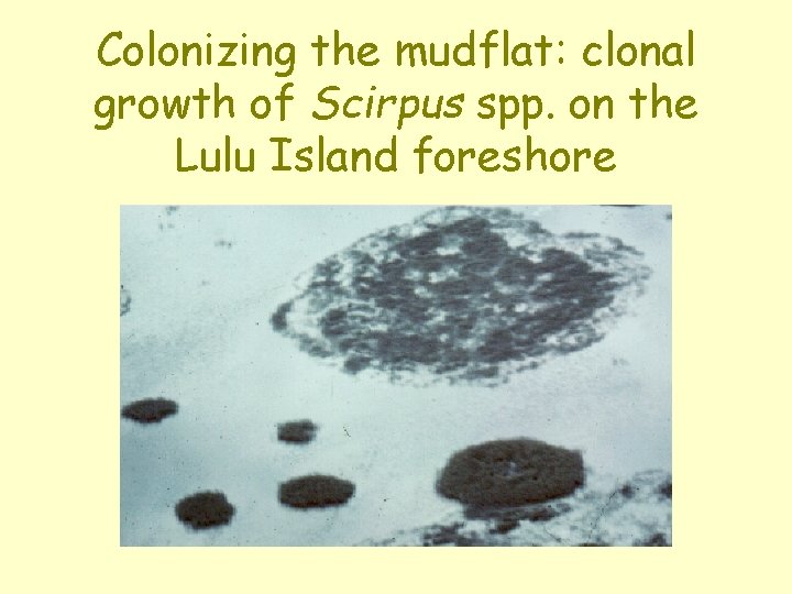 Colonizing the mudflat: clonal growth of Scirpus spp. on the Lulu Island foreshore 