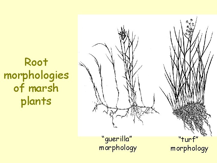 Root morphologies of marsh plants “guerilla” morphology “turf” morphology 