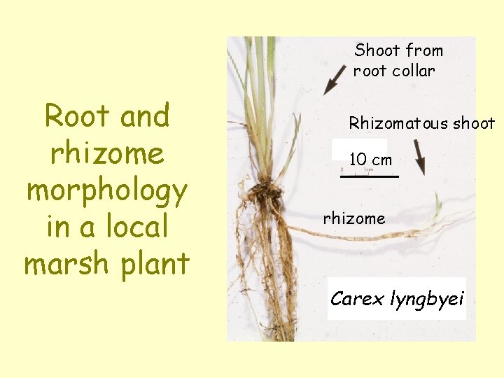 Shoot from root collar Root and rhizome morphology in a local marsh plant Rhizomatous