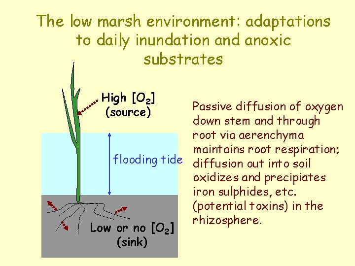 The low marsh environment: adaptations to daily inundation and anoxic substrates High [O 2]