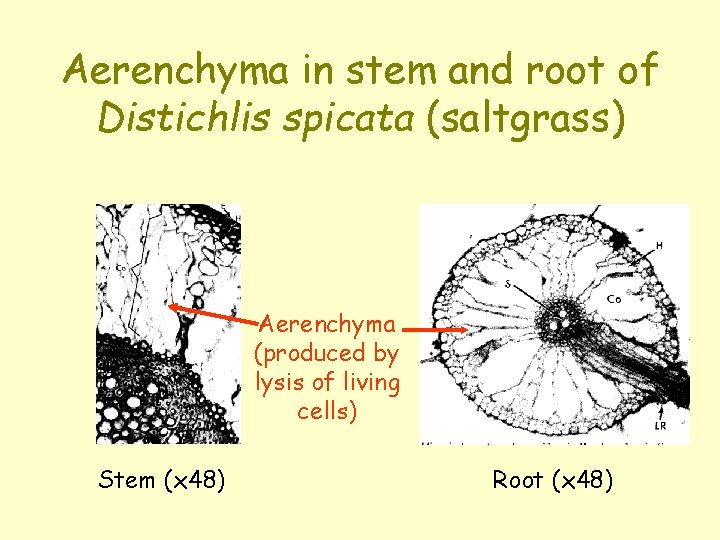 Aerenchyma in stem and root of Distichlis spicata (saltgrass) Aerenchyma (produced by lysis of