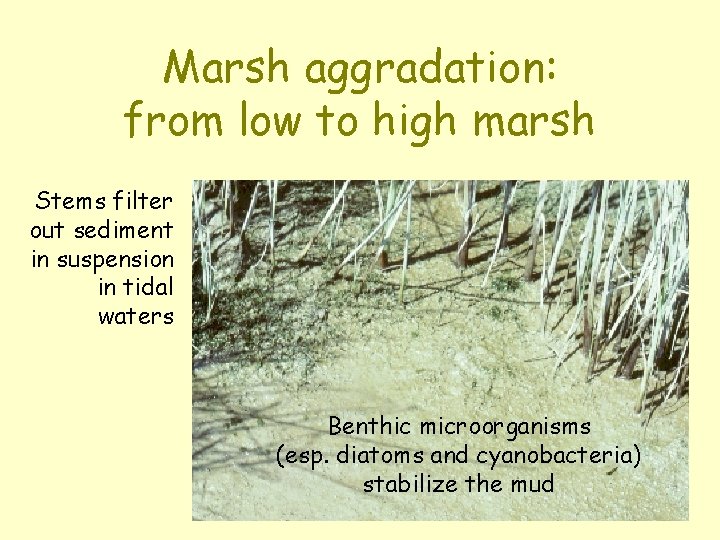 Marsh aggradation: from low to high marsh Stems filter out sediment in suspension in
