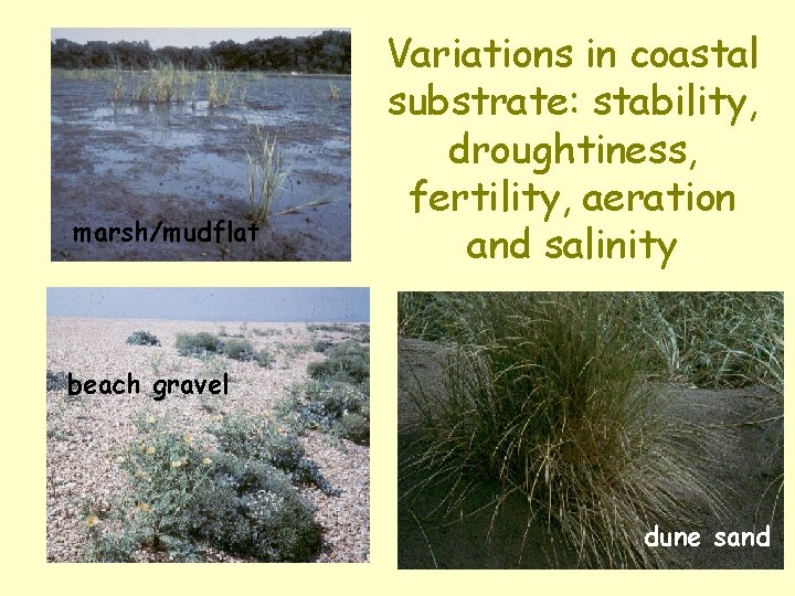 marsh/mudflat Variations in coastal substrate: stability, droughtiness, fertility, aeration and salinity beach gravel dune
