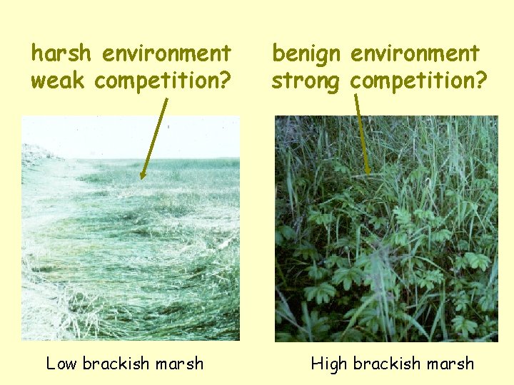 harsh environment weak competition? Low brackish marsh benign environment strong competition? High brackish marsh