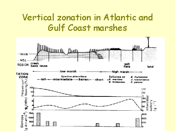 Vertical zonation in Atlantic and Gulf Coast marshes 