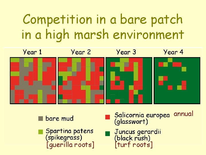 Competition in a bare patch in a high marsh environment annual [guerilla roots] [turf