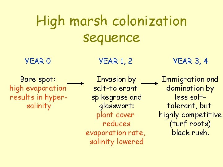 High marsh colonization sequence YEAR 0 YEAR 1, 2 YEAR 3, 4 Bare spot:
