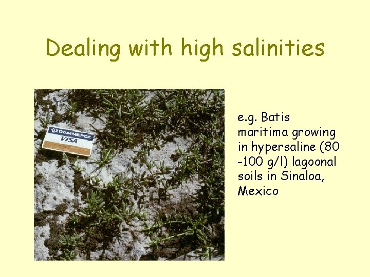 Dealing with high salinities e. g. Batis maritima growing in hypersaline (80 -100 g/l)