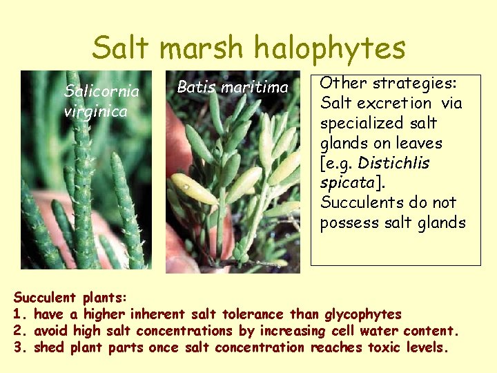 Salt marsh halophytes Salicornia virginica Batis maritima Other strategies: Salt excretion via specialized salt