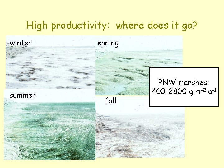 High productivity: where does it go? winter summer spring fall PNW marshes: 400 -2800