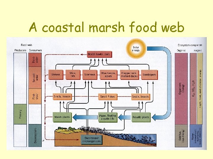 A coastal marsh food web 