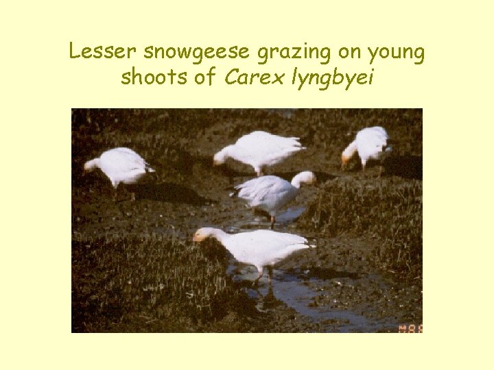 Lesser snowgeese grazing on young shoots of Carex lyngbyei 