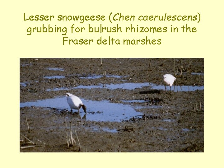 Lesser snowgeese (Chen caerulescens) grubbing for bulrush rhizomes in the Fraser delta marshes 