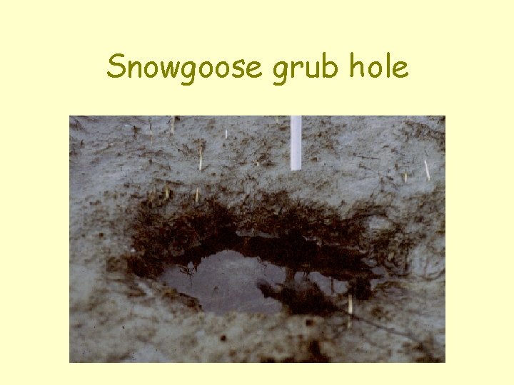 Snowgoose grub hole 