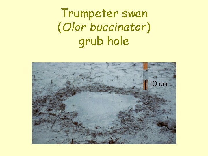 Trumpeter swan (Olor buccinator) grub hole 10 cm 