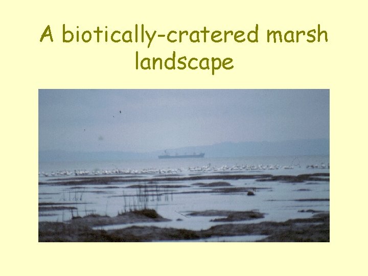 A biotically-cratered marsh landscape 