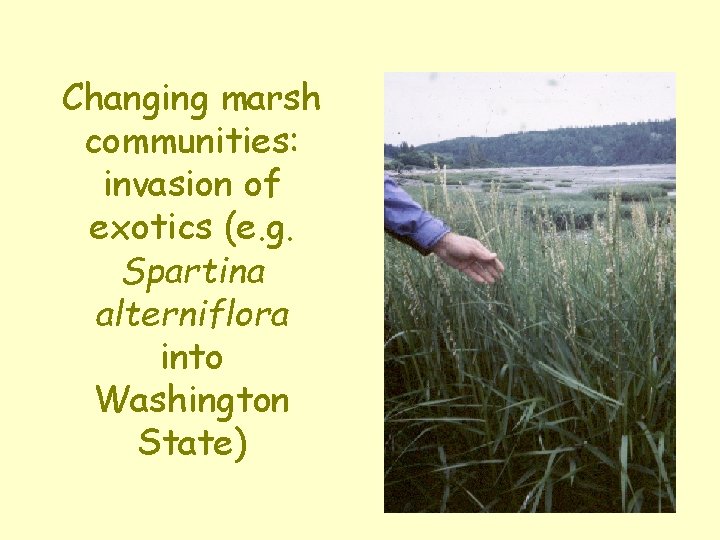 Changing marsh communities: invasion of exotics (e. g. Spartina alterniflora into Washington State) 