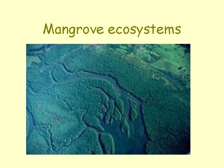 Mangrove ecosystems 