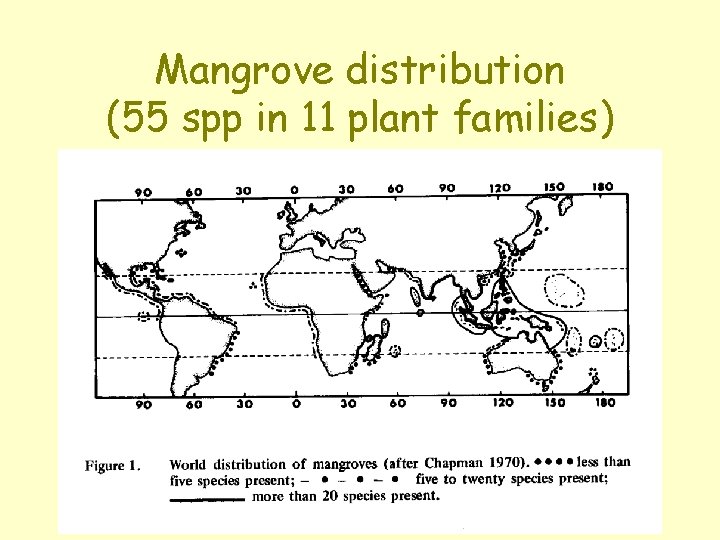 Mangrove distribution (55 spp in 11 plant families) 