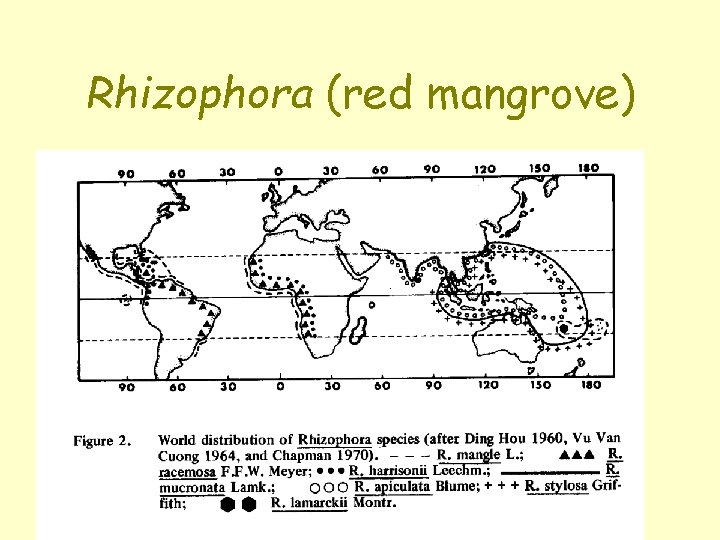 Rhizophora (red mangrove) 