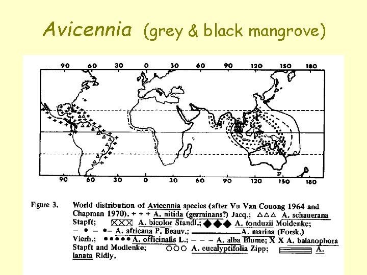Avicennia (grey & black mangrove) 