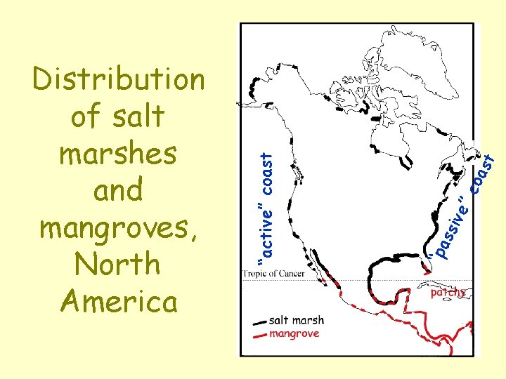 st coa ve” ssi “pa “active” coast Distribution of salt marshes and mangroves, North