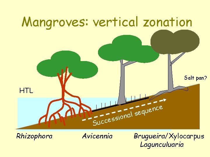 Mangroves: vertical zonation Salt pan? HTL na o i s s cce Su Rhizophora