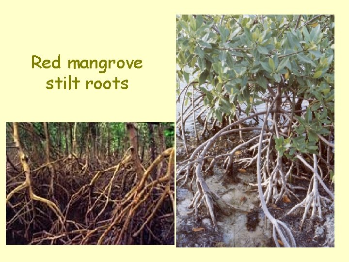 Red mangrove stilt roots 