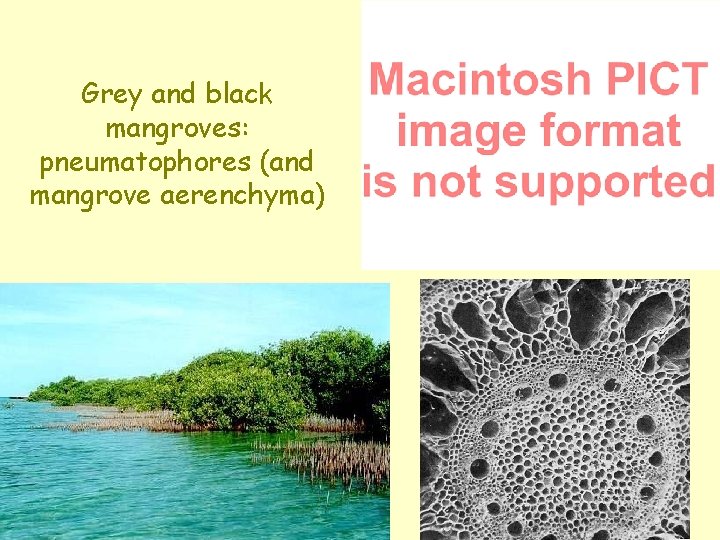 Grey and black mangroves: pneumatophores (and mangrove aerenchyma) 