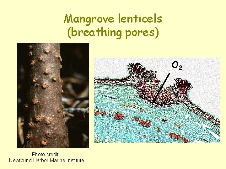 Mangrove lenticels (breathing pores) O 2 Photo credit: Newfound Harbor Marine Institute 