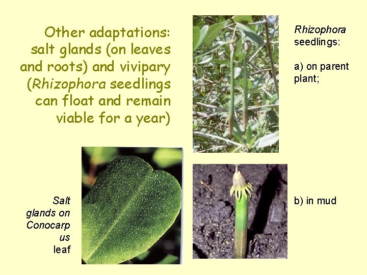 Other adaptations: salt glands (on leaves and roots) and vivipary (Rhizophora seedlings can float