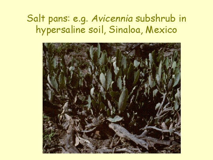 Salt pans: e. g. Avicennia subshrub in hypersaline soil, Sinaloa, Mexico 