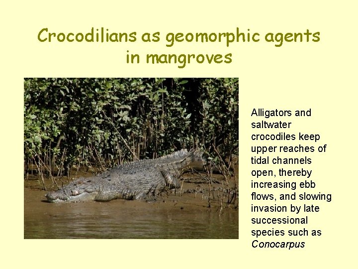 Crocodilians as geomorphic agents in mangroves Alligators and saltwater crocodiles keep upper reaches of