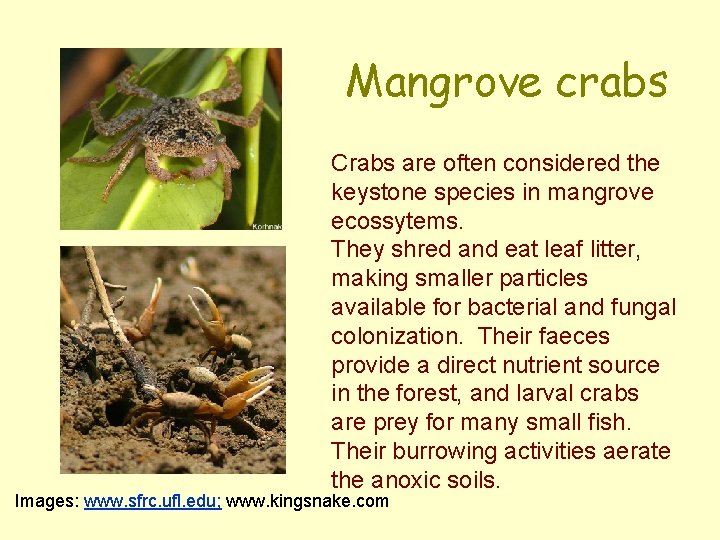 Mangrove crabs Crabs are often considered the keystone species in mangrove ecossytems. They shred