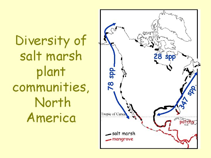 34 7 s pp. 28 spp 78 spp Diversity of salt marsh plant communities,